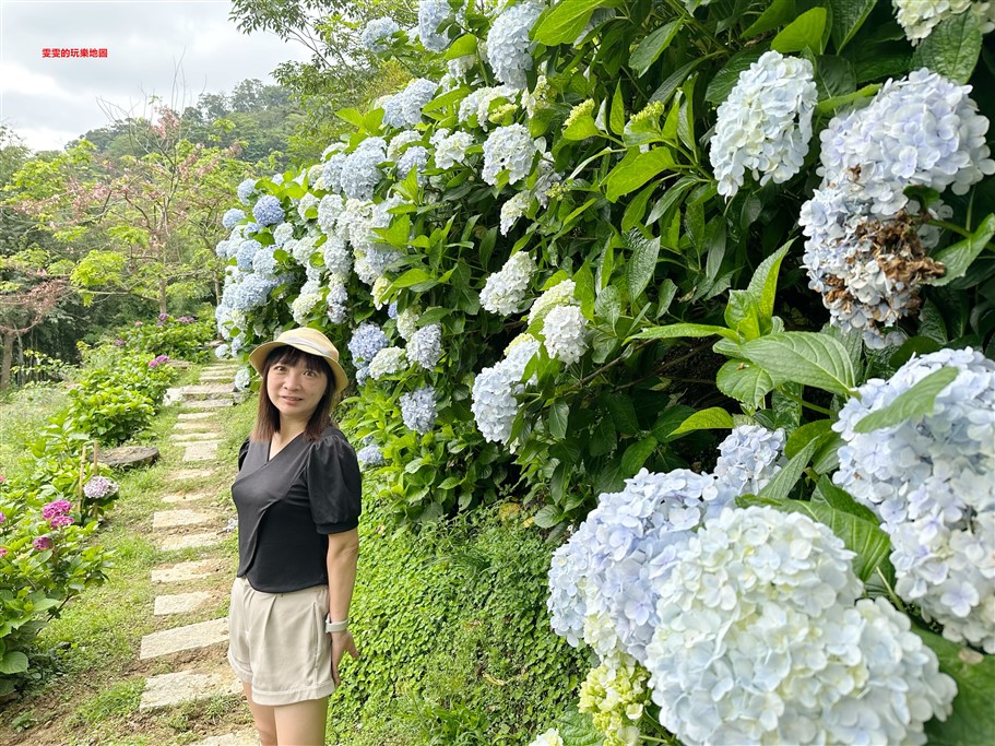 苗栗南庄。杉林松境休閒農場(繡球花花季),爆炸滿開的繡球花,隨便拍隨便美,好適合拍個人寫真集啊 @雯雯的玩樂地圖