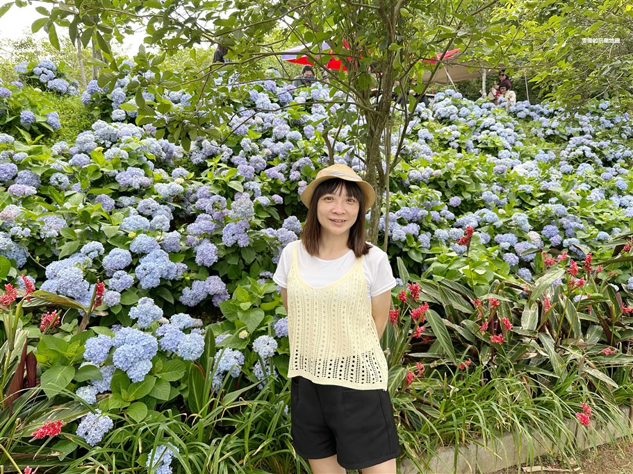 桃園龍潭。儕粑棟咖啡農場，桃園繡球花賞花新秘境，延著整片山坡地而種，非常有高低層次感 @雯雯的玩樂地圖