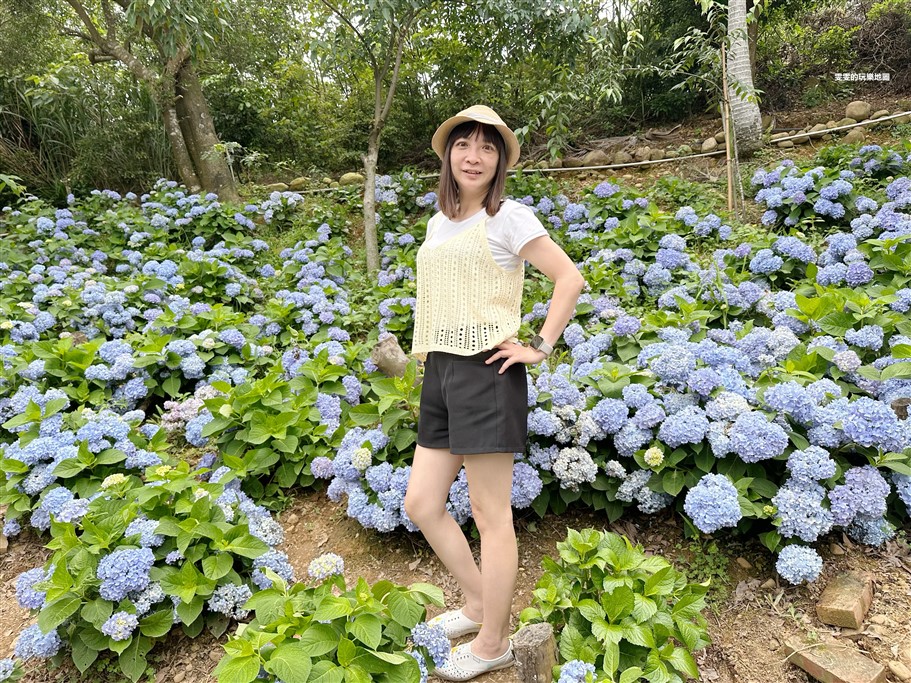 桃園龍潭。儕粑棟咖啡農場，桃園繡球花賞花新秘境，延著整片山坡地而種，非常有高低層次感 @雯雯的玩樂地圖