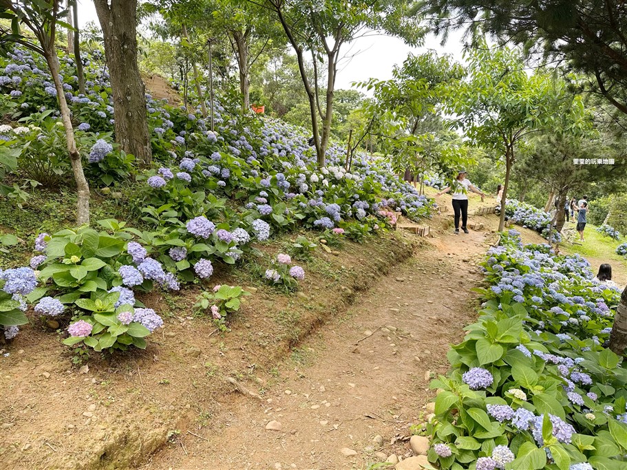 桃園龍潭。儕粑棟咖啡農場，桃園繡球花賞花新秘境，延著整片山坡地而種，非常有高低層次感 @雯雯的玩樂地圖