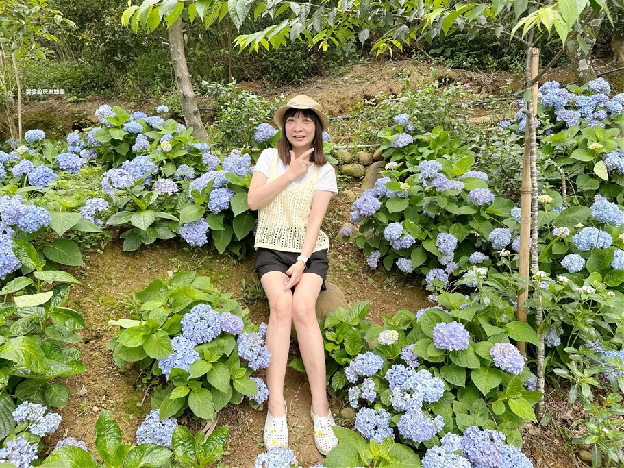 桃園龍潭。儕粑棟咖啡農場，桃園繡球花賞花新秘境，延著整片山坡地而種，非常有高低層次感 @雯雯的玩樂地圖