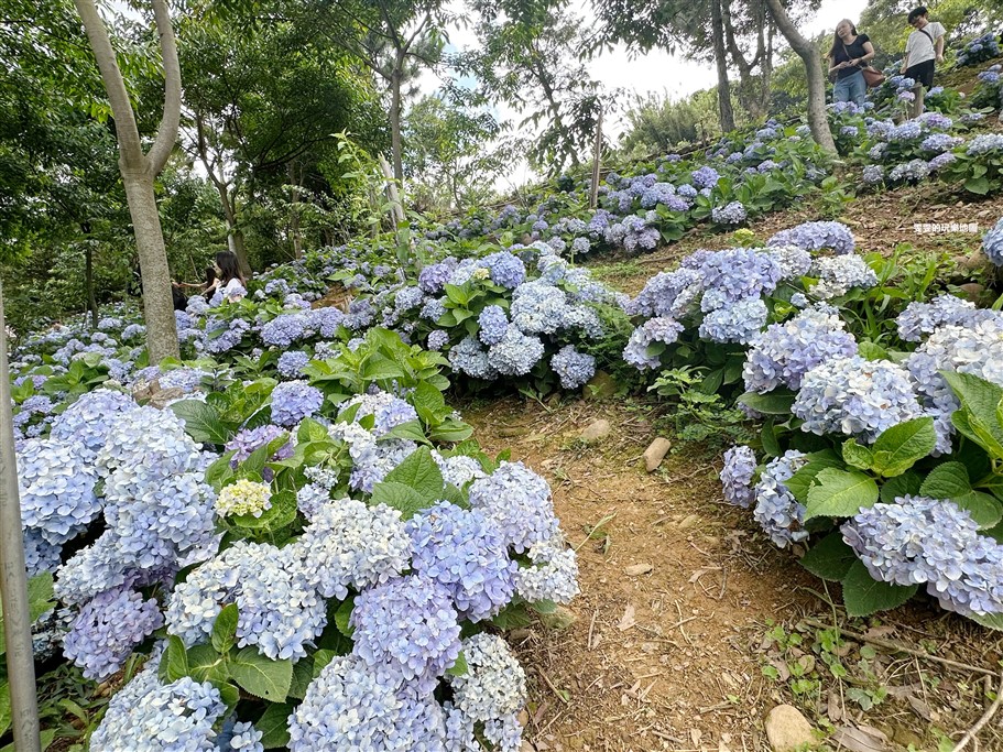 桃園龍潭。儕粑棟咖啡農場，桃園繡球花賞花新秘境，延著整片山坡地而種，非常有高低層次感 @雯雯的玩樂地圖