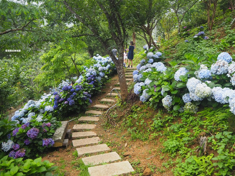 苗栗南庄。杉林松境休閒農場(繡球花花季),爆炸滿開的繡球花,隨便拍隨便美,好適合拍個人寫真集啊 @雯雯的玩樂地圖