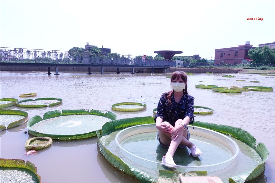 桃園觀音。2025桃園蓮花季，7/1~8/17開跑，賞花之餘還能體驗乘坐在大王蓮上輕功水上漂的感覺 @雯雯的玩樂地圖