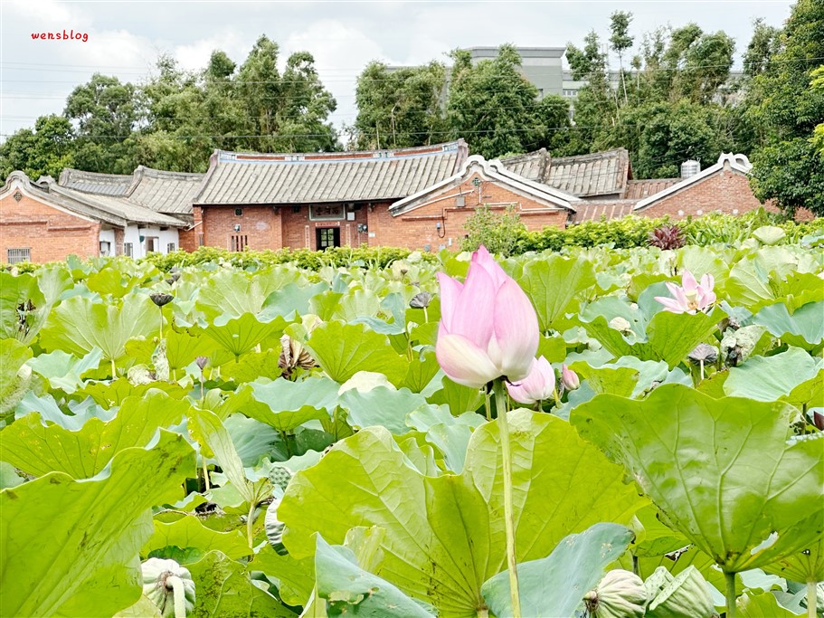 桃園觀音。2025桃園蓮花季，7/1~8/17開跑，賞花之餘還能體驗乘坐在大王蓮上輕功水上漂的感覺 @雯雯的玩樂地圖