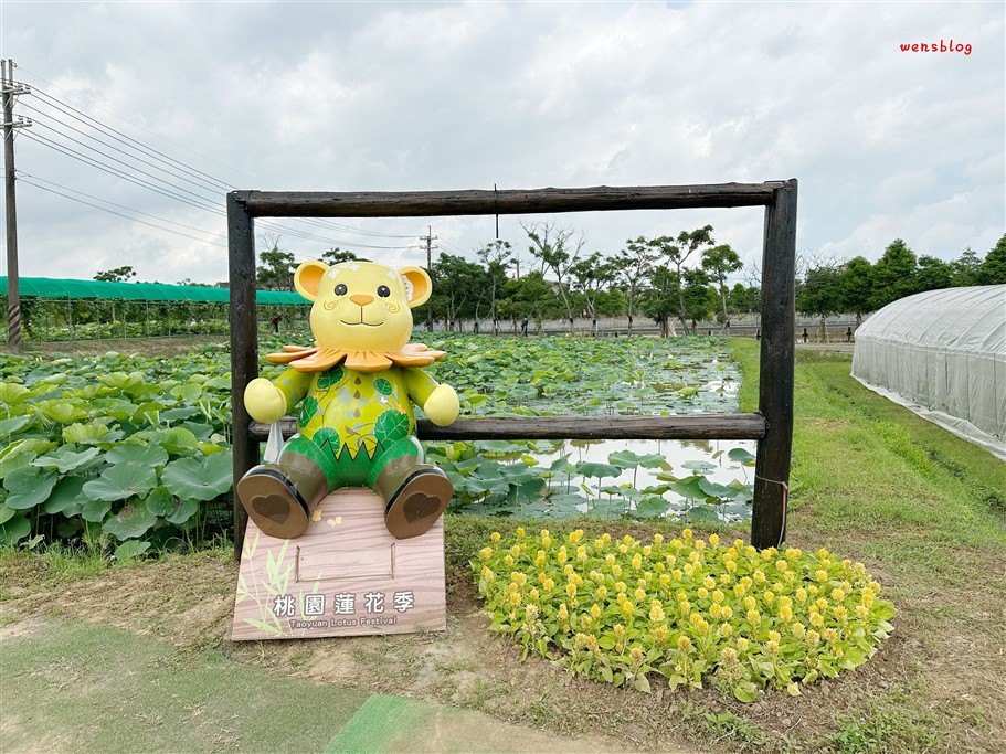 桃園觀音。2025桃園蓮花季，7/1~8/17開跑，賞花之餘還能體驗乘坐在大王蓮上輕功水上漂的感覺 @雯雯的玩樂地圖