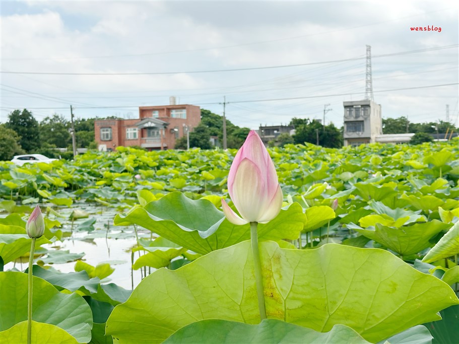 桃園觀音。2025桃園蓮花季，7/1~8/17開跑，賞花之餘還能體驗乘坐在大王蓮上輕功水上漂的感覺 @雯雯的玩樂地圖