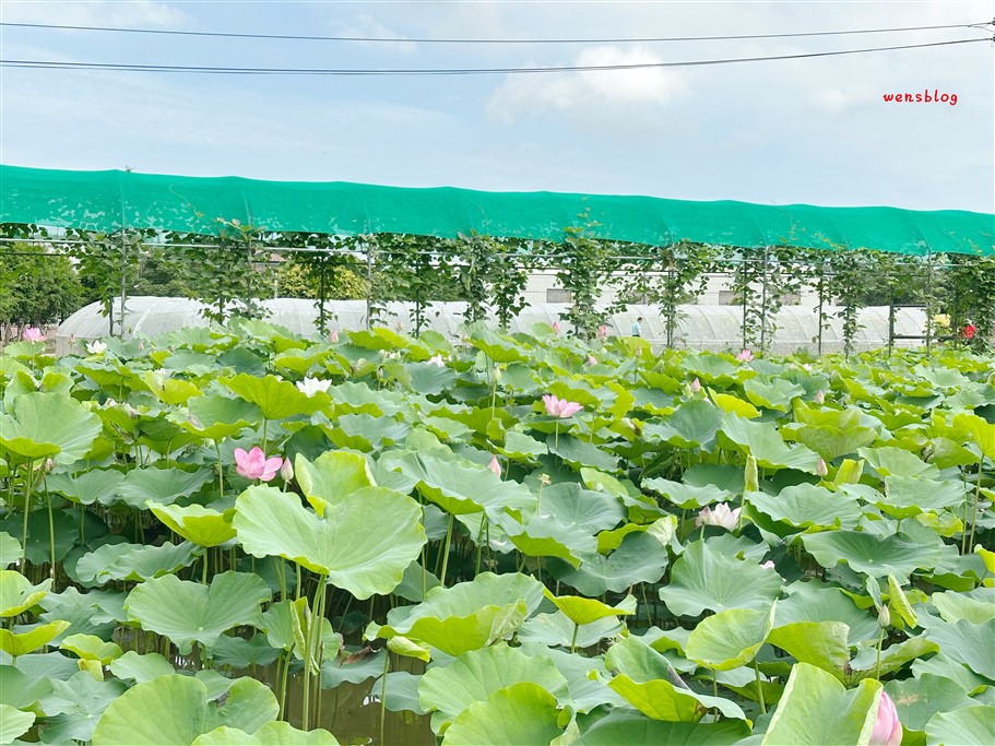 桃園觀音。2025桃園蓮花季，7/1~8/17開跑，賞花之餘還能體驗乘坐在大王蓮上輕功水上漂的感覺 @雯雯的玩樂地圖