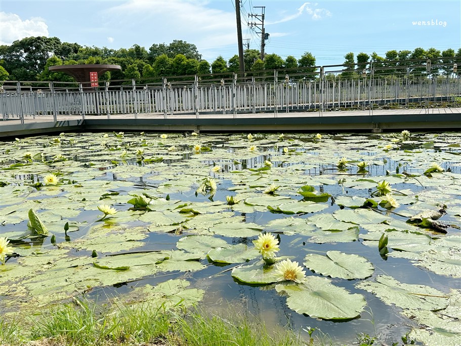 桃園觀音。2025桃園蓮花季，7/1~8/17開跑，賞花之餘還能體驗乘坐在大王蓮上輕功水上漂的感覺 @雯雯的玩樂地圖