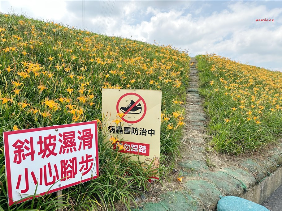 苗栗大湖。社寮角金針花廊道，綿延約800公尺長的金黃色花海悄悄盛開中 @雯雯的玩樂地圖