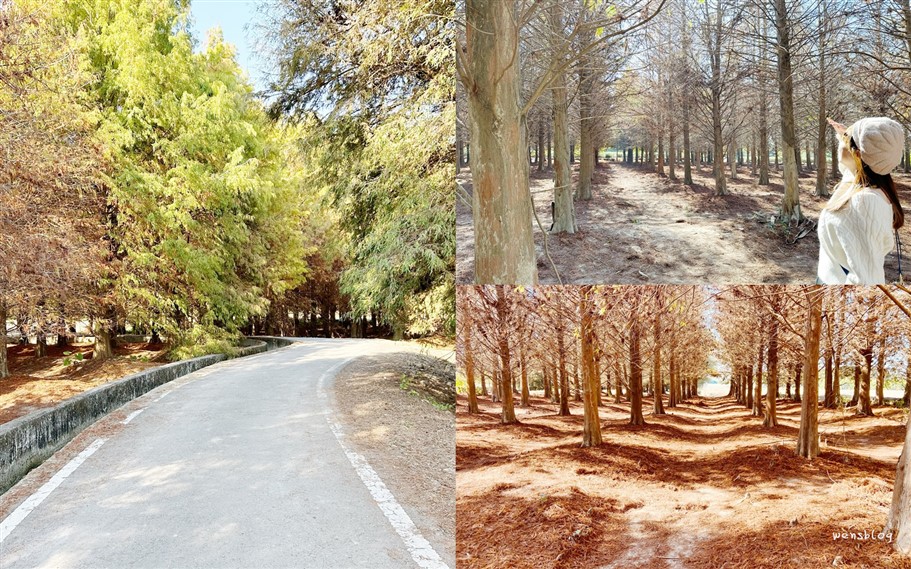 雲林林內。九芎村落羽松秘境，藏在鄉間小路中的落羽松秘境，秋冬不能錯過的美景 @雯雯的玩樂地圖