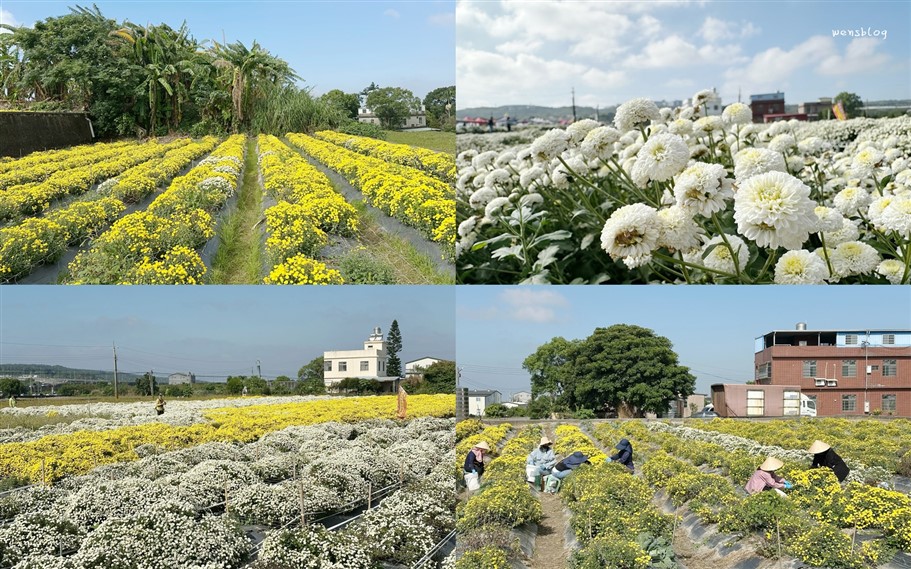 苗栗銅鑼。2025苗栗銅鑼杭菊，秋末限定的雪白花海盛宴開跑啦~ @雯雯的玩樂地圖