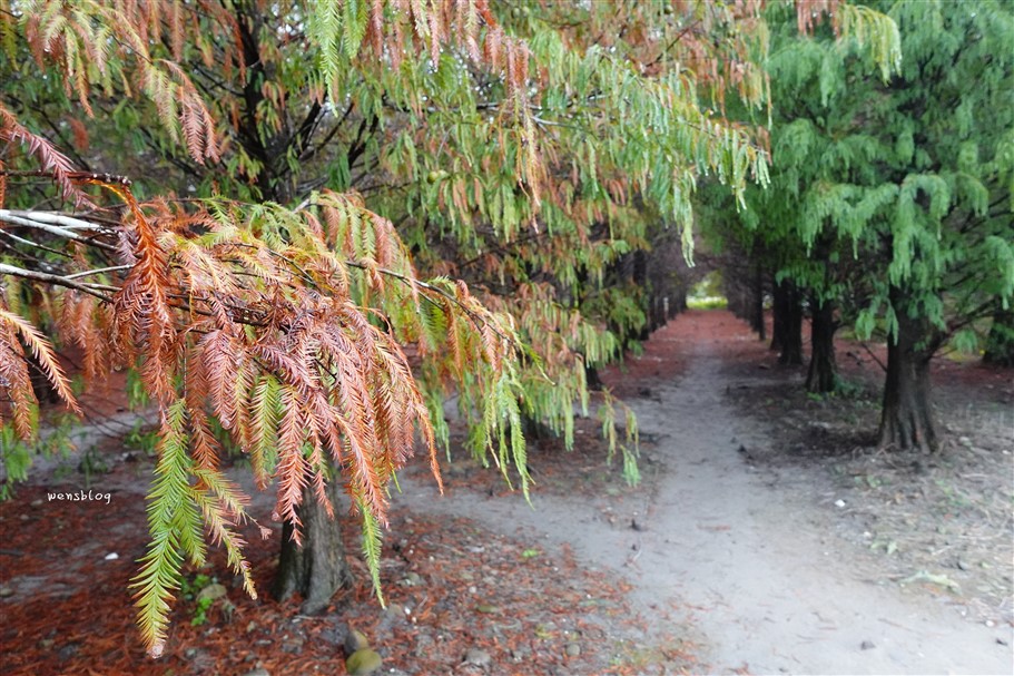 雲林林內。九芎村落羽松秘境，藏在鄉間小路中的落羽松秘境，秋冬不能錯過的美景 @雯雯的玩樂地圖