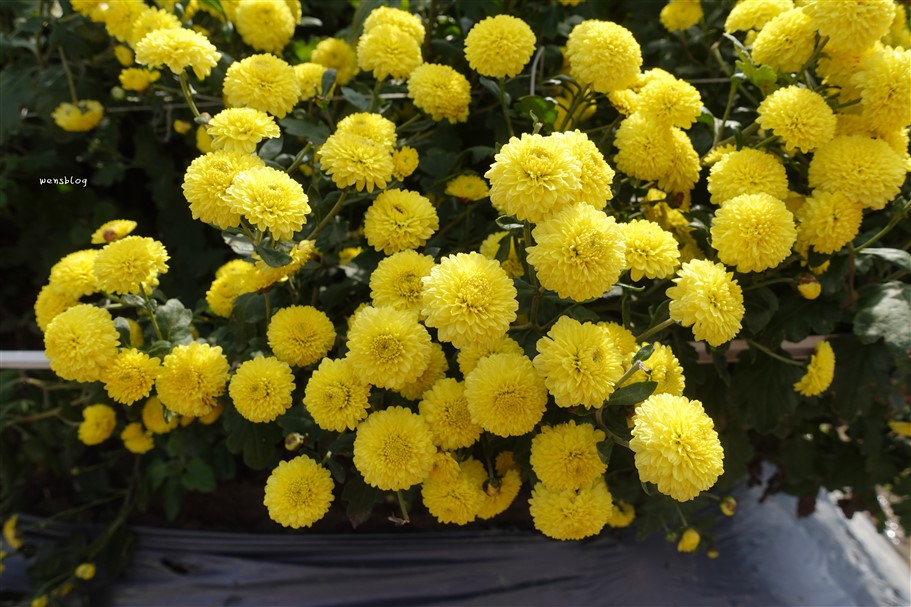 苗栗銅鑼。2025苗栗銅鑼杭菊，秋末限定的雪白花海盛宴開跑啦~ @雯雯的玩樂地圖