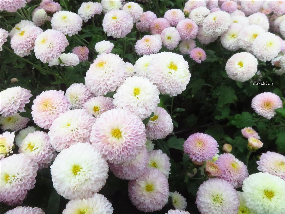 苗栗銅鑼。2025苗栗銅鑼杭菊，秋末限定的雪白花海盛宴開跑啦~ @雯雯的玩樂地圖