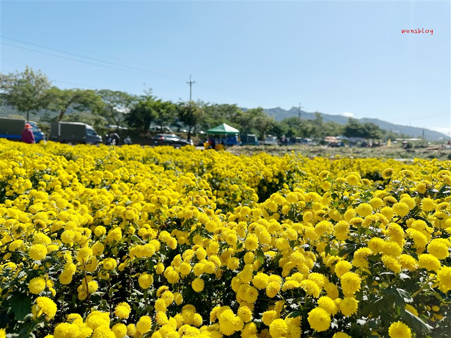 苗栗銅鑼。2025苗栗銅鑼杭菊，秋末限定的雪白花海盛宴開跑啦~ @雯雯的玩樂地圖