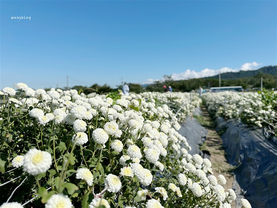 苗栗銅鑼。2025苗栗銅鑼杭菊，秋末限定的雪白花海盛宴開跑啦~ @雯雯的玩樂地圖