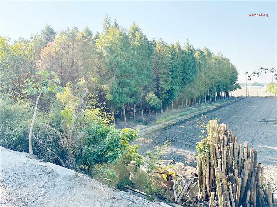 雲林林內。九芎村落羽松秘境，藏在鄉間小路中的落羽松秘境，秋冬不能錯過的美景 @雯雯的玩樂地圖