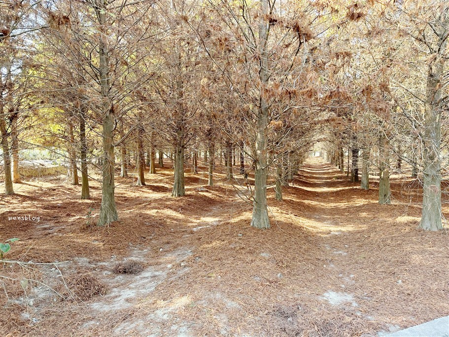雲林林內。九芎村落羽松秘境，藏在鄉間小路中的落羽松秘境，秋冬不能錯過的美景 @雯雯的玩樂地圖