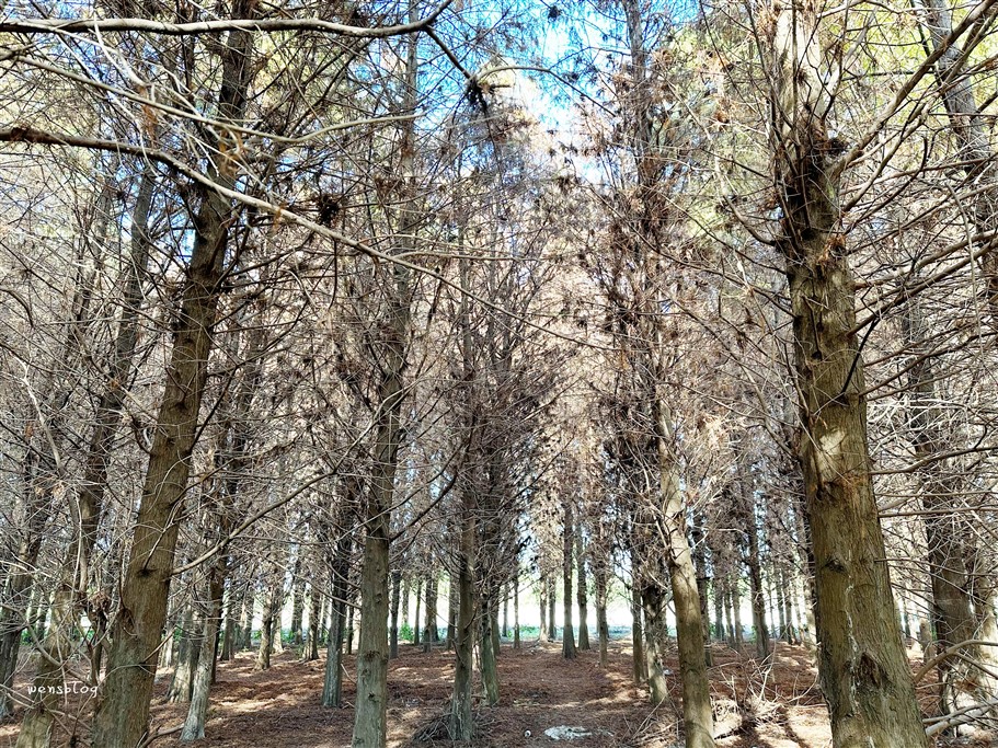 雲林林內。九芎村落羽松秘境，藏在鄉間小路中的落羽松秘境，秋冬不能錯過的美景 @雯雯的玩樂地圖