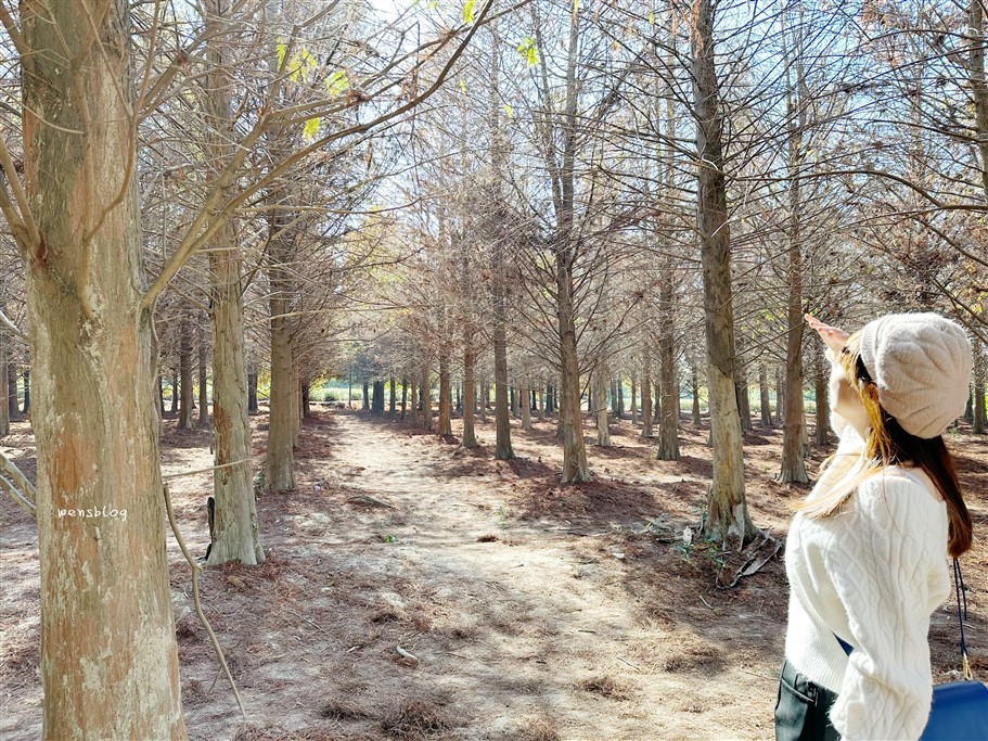 雲林林內。九芎村落羽松秘境，藏在鄉間小路中的落羽松秘境，秋冬不能錯過的美景 @雯雯的玩樂地圖