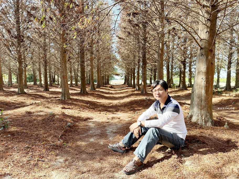 雲林林內。九芎村落羽松秘境，藏在鄉間小路中的落羽松秘境，秋冬不能錯過的美景 @雯雯的玩樂地圖