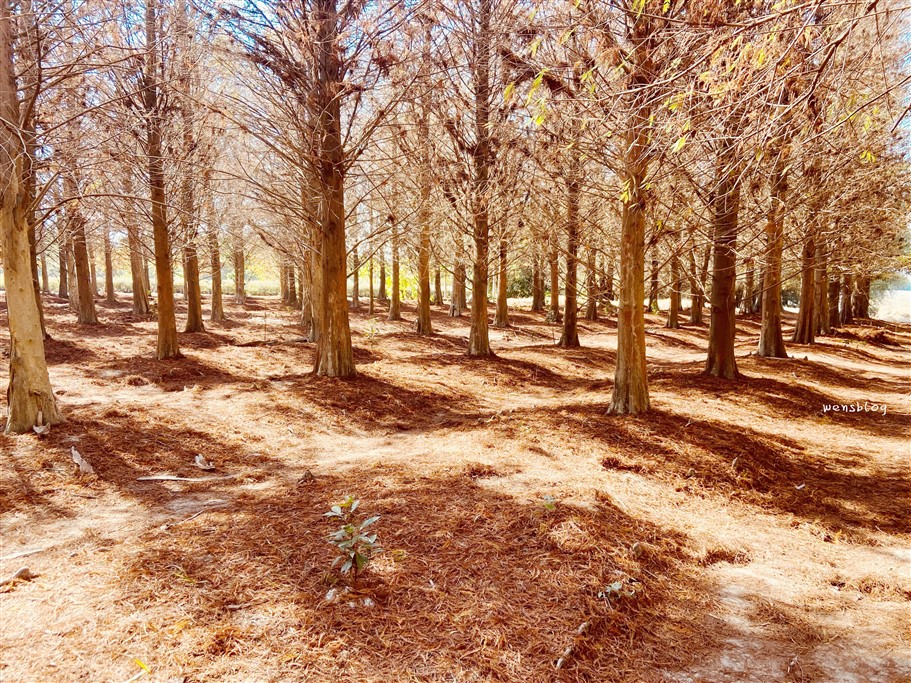 雲林林內。九芎村落羽松秘境，藏在鄉間小路中的落羽松秘境，秋冬不能錯過的美景 @雯雯的玩樂地圖