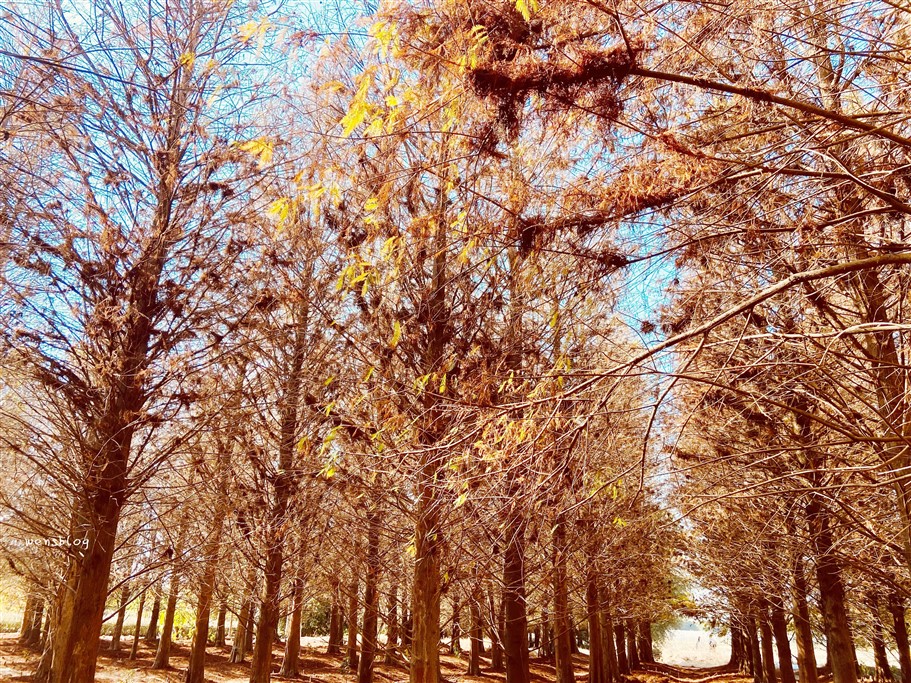 雲林林內。九芎村落羽松秘境，藏在鄉間小路中的落羽松秘境，秋冬不能錯過的美景 @雯雯的玩樂地圖