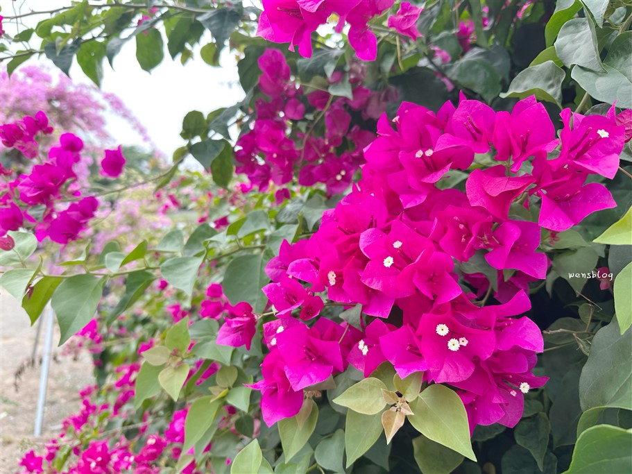 南投竹山。黃山秘境景觀餐廳，滿開的九重葛花瀑傾瀉而下非常的壯觀美麗 @雯雯的玩樂地圖