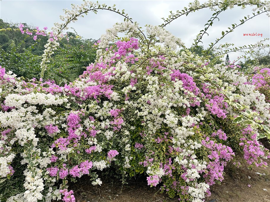 南投竹山。黃山秘境景觀餐廳，滿開的九重葛花瀑傾瀉而下非常的壯觀美麗 @雯雯的玩樂地圖