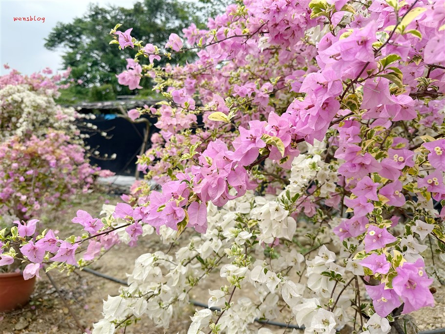 南投竹山。黃山秘境景觀餐廳，滿開的九重葛花瀑傾瀉而下非常的壯觀美麗 @雯雯的玩樂地圖