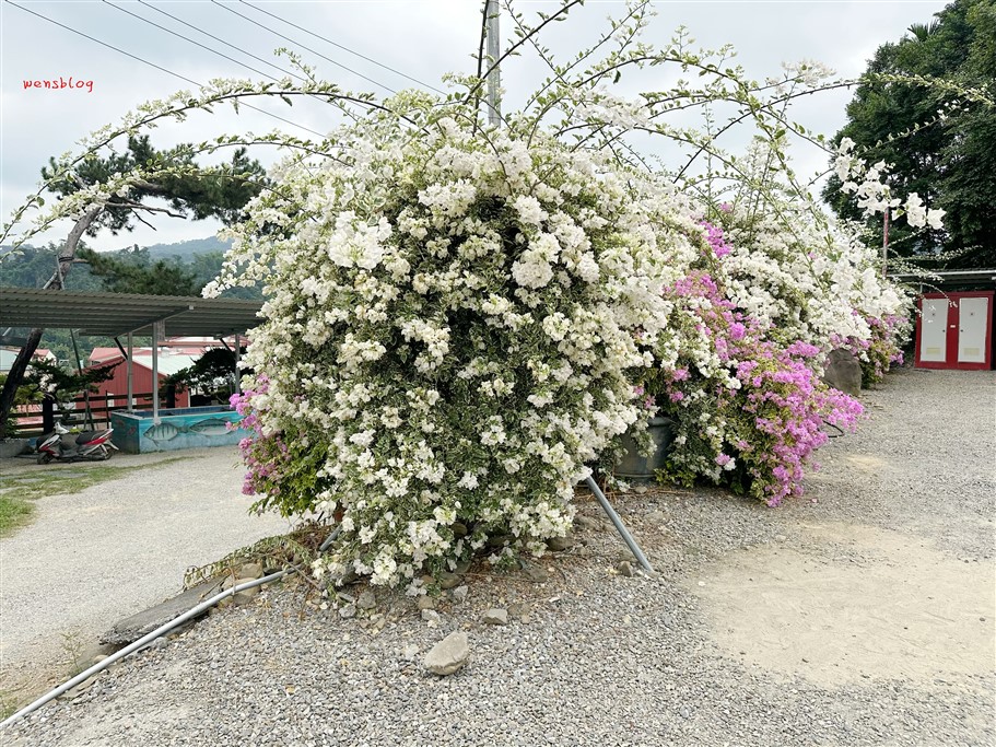 南投竹山。黃山秘境景觀餐廳，滿開的九重葛花瀑傾瀉而下非常的壯觀美麗 @雯雯的玩樂地圖