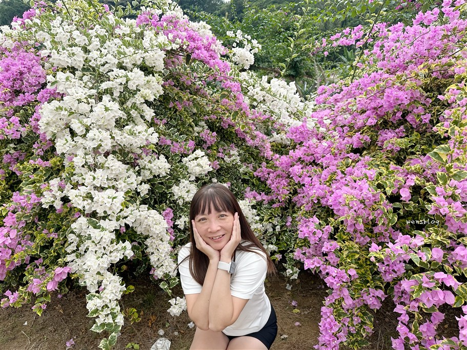 南投竹山。黃山秘境景觀餐廳，滿開的九重葛花瀑傾瀉而下非常的壯觀美麗 @雯雯的玩樂地圖