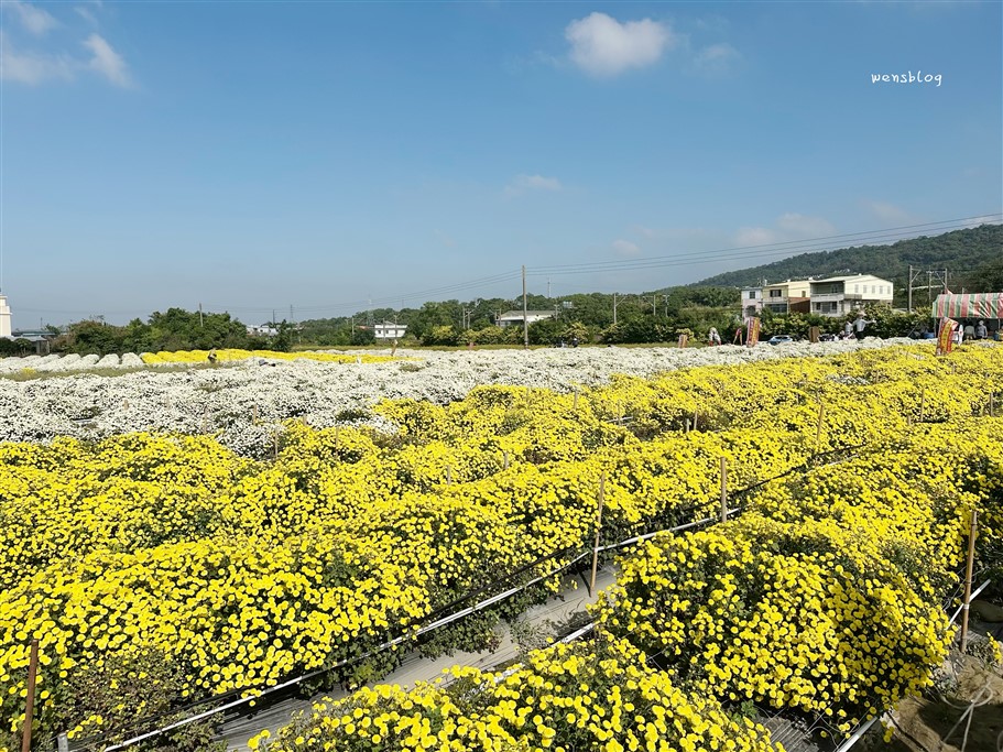 苗栗銅鑼。2025苗栗銅鑼杭菊，秋末限定的雪白花海盛宴開跑啦~ @雯雯的玩樂地圖