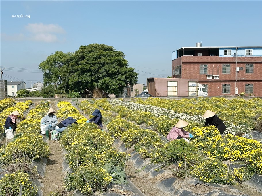 苗栗銅鑼。2025苗栗銅鑼杭菊，秋末限定的雪白花海盛宴開跑啦~ @雯雯的玩樂地圖