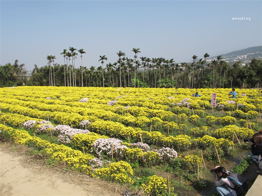 苗栗銅鑼。2025苗栗銅鑼杭菊，秋末限定的雪白花海盛宴開跑啦~ @雯雯的玩樂地圖