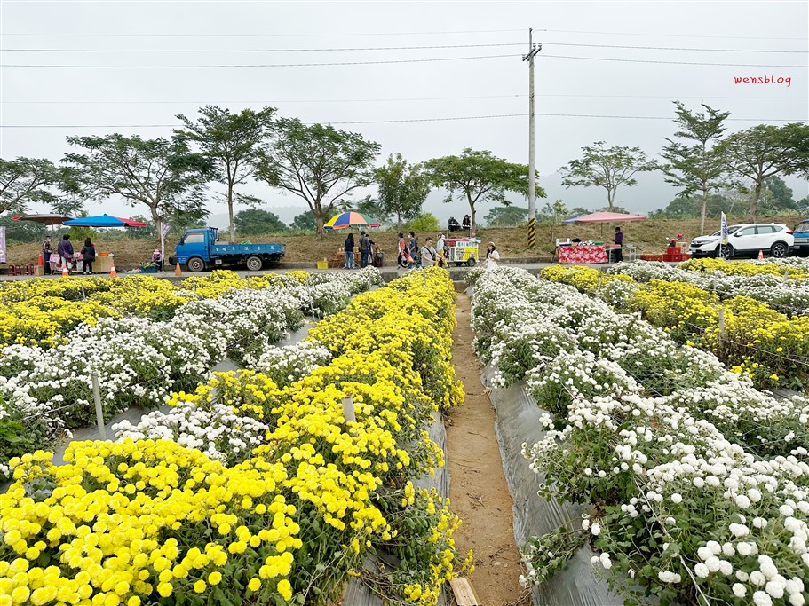 苗栗銅鑼。2025苗栗銅鑼杭菊，秋末限定的雪白花海盛宴開跑啦~ @雯雯的玩樂地圖