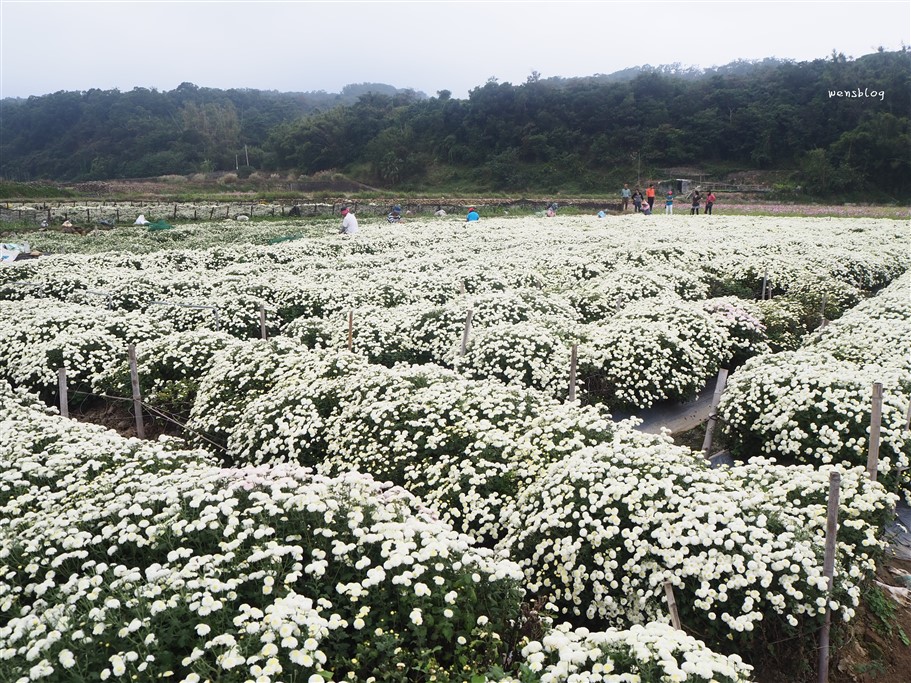 苗栗銅鑼。2025苗栗銅鑼杭菊，秋末限定的雪白花海盛宴開跑啦~ @雯雯的玩樂地圖