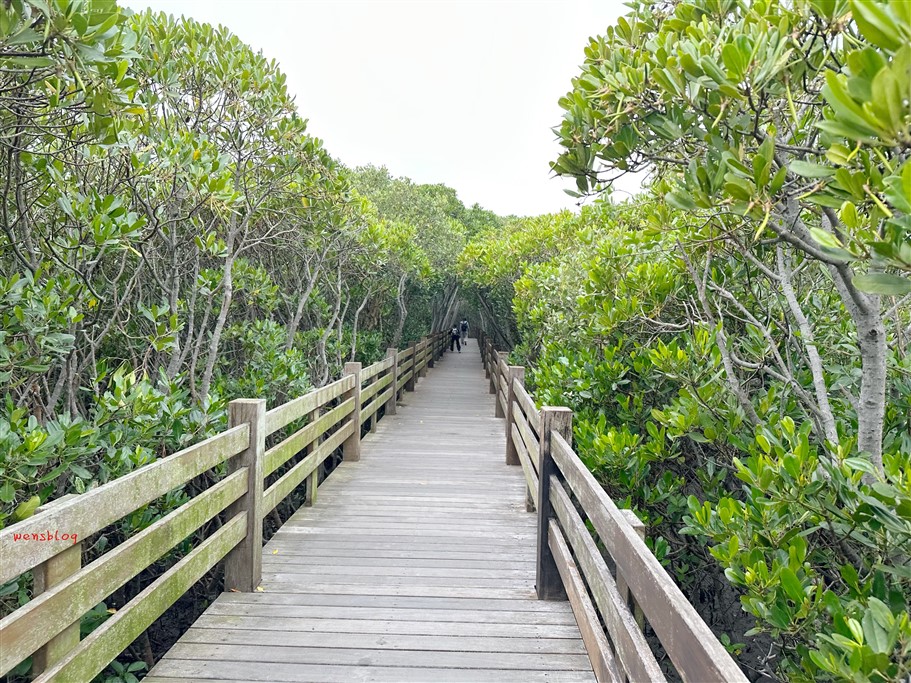 新竹新豐。新豐紅樹林生態保護區,被滿滿的水筆仔給包圍,彷彿與世隔絕的綠色森林 @雯雯的玩樂地圖 新竹新豐。新豐紅樹林生態保護區,被滿滿的水筆仔給包圍,彷彿與世隔絕的綠色森林 @雯雯的玩樂地圖