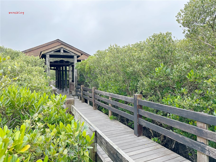 新竹新豐。新豐紅樹林生態保護區，被滿滿的水筆仔給包圍，彷彿與世隔絕的綠色森林 @雯雯的玩樂地圖