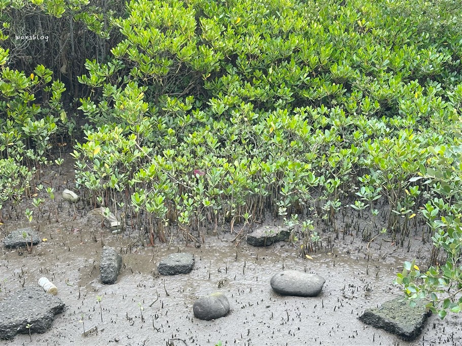 新竹新豐。新豐紅樹林生態保護區,被滿滿的水筆仔給包圍,彷彿與世隔絕的綠色森林 @雯雯的玩樂地圖 新竹新豐。新豐紅樹林生態保護區,被滿滿的水筆仔給包圍,彷彿與世隔絕的綠色森林 @雯雯的玩樂地圖