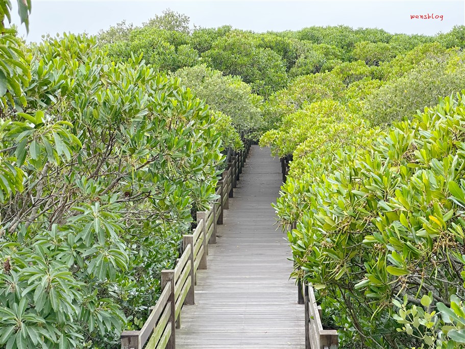 新竹新豐。新豐紅樹林生態保護區，被滿滿的水筆仔給包圍，彷彿與世隔絕的綠色森林 @雯雯的玩樂地圖