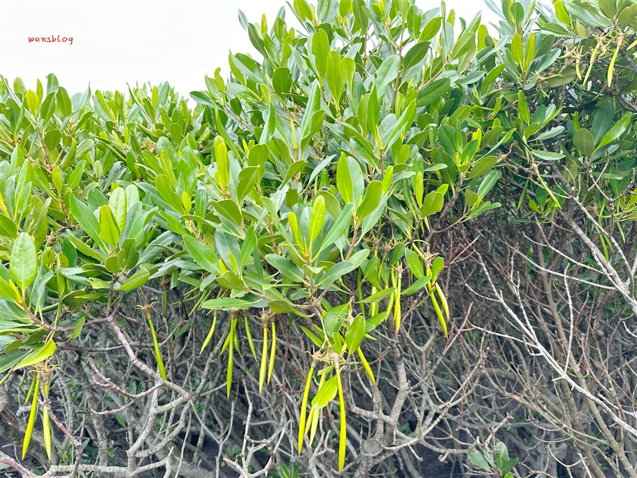 新竹新豐。新豐紅樹林生態保護區,被滿滿的水筆仔給包圍,彷彿與世隔絕的綠色森林 @雯雯的玩樂地圖 新竹新豐。新豐紅樹林生態保護區,被滿滿的水筆仔給包圍,彷彿與世隔絕的綠色森林 @雯雯的玩樂地圖