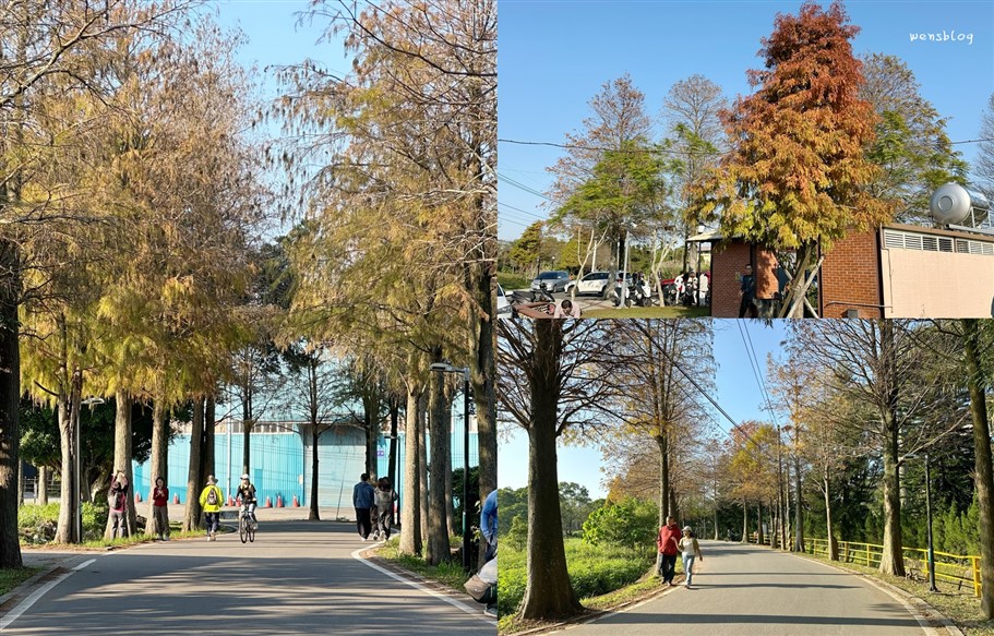 桃園大溪。落羽松大道，浪漫台三線上綿延1公里長，美到直接更改路名 @雯雯的玩樂地圖