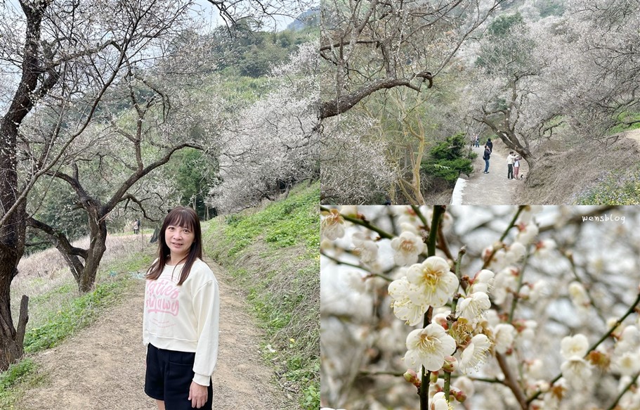 南投國姓。九尖茶廠，踏雪尋梅去~盛開之時白雪皚皚宛如銀白世界 @雯雯的玩樂地圖