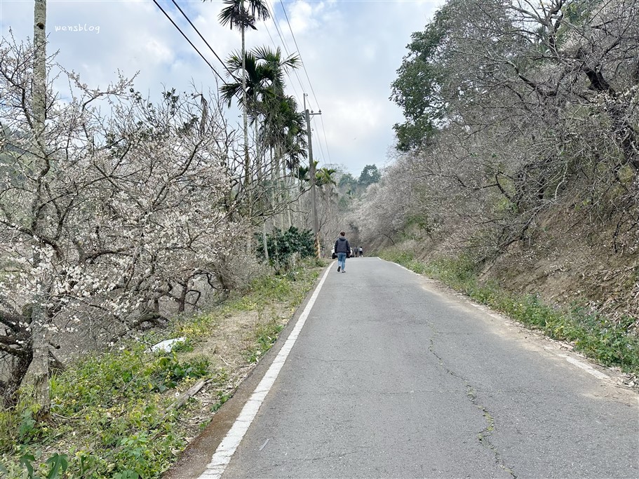 南投國姓。九尖茶廠，踏雪尋梅去~盛開之時白雪皚皚宛如銀白世界 @雯雯的玩樂地圖