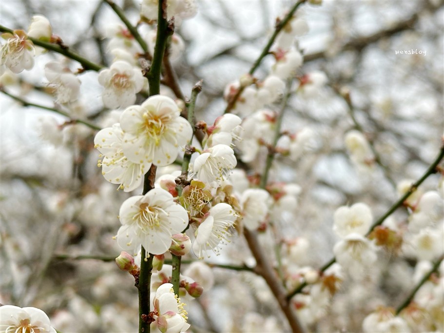 南投國姓。九尖茶廠，踏雪尋梅去~盛開之時白雪皚皚宛如銀白世界 @雯雯的玩樂地圖