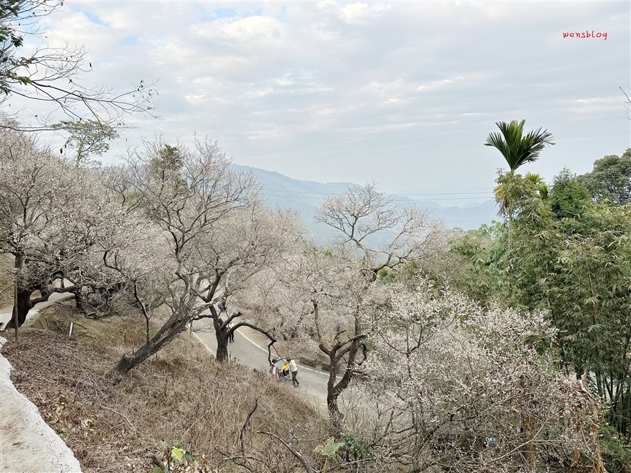 南投國姓。九尖茶廠，踏雪尋梅去~盛開之時白雪皚皚宛如銀白世界 @雯雯的玩樂地圖