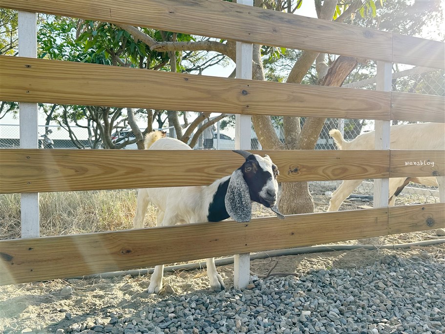 雲林虎尾。虎珍堂森之院｜雲林地瓜糕點專賣，百年老宅大變身，古色古香的三合院結合日式庭院造景 @雯雯的玩樂地圖