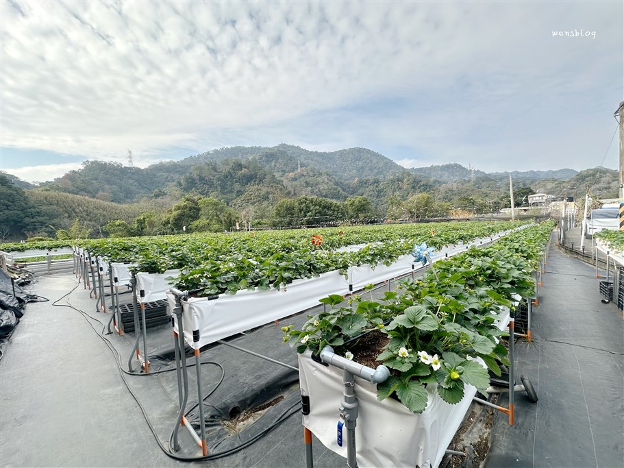 苗栗獅潭。阿娟草莓園，品質棒棒的，最棒的是沒有太多遊客，不用人擠人 @雯雯的玩樂地圖